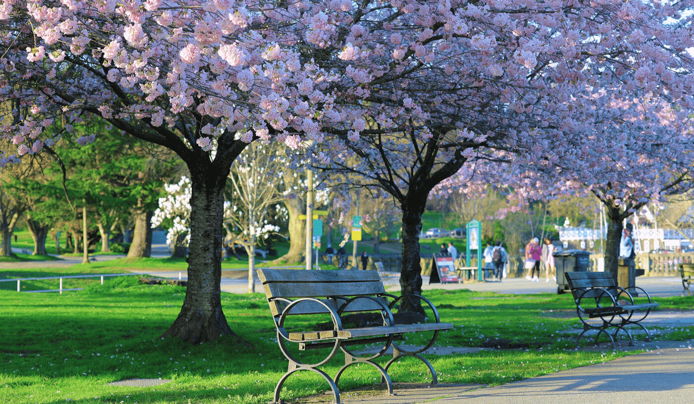 Pink cherry blossom tree and park benches Cherry blossom tree in full bloom over park benches