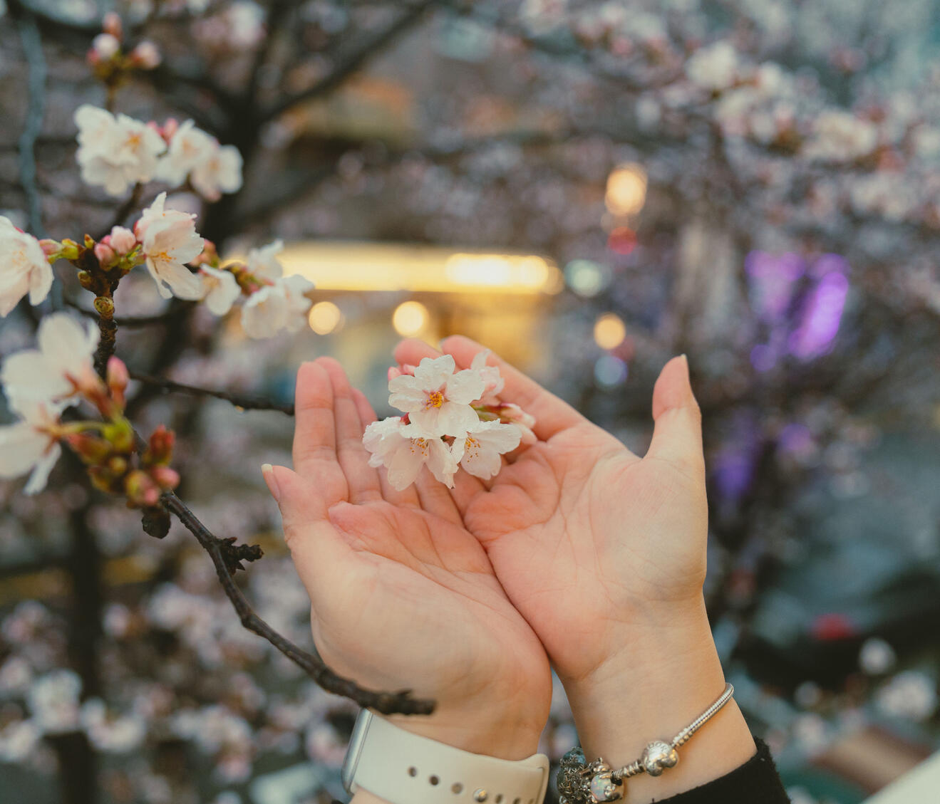 Gentle hands cupping a small cluster of cherry blossom flowers on a living tree branch, forming a quiet symbol of care and protection
