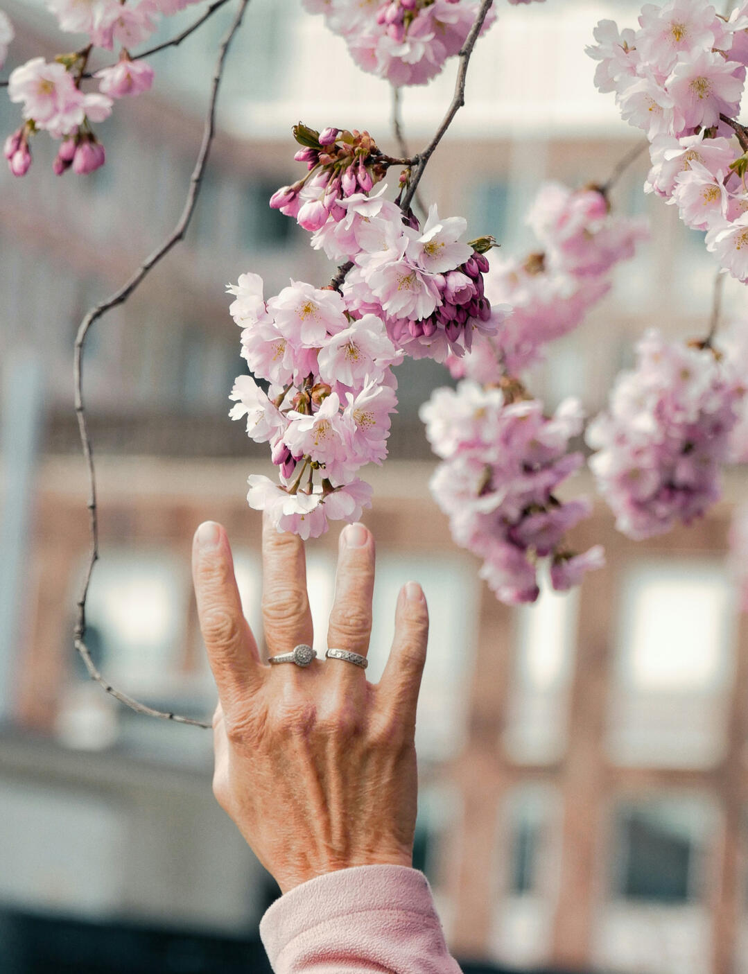 An older hand gently tracing a cherry blossom branch upwards toward the flowers, symbolizing a deep and grounded connection