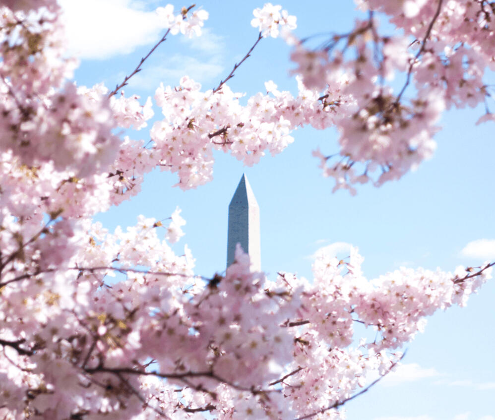Washington Monument Through Cherry Blossoms View of the Washington Monument framed by vibrant pink cherry blossom branches.