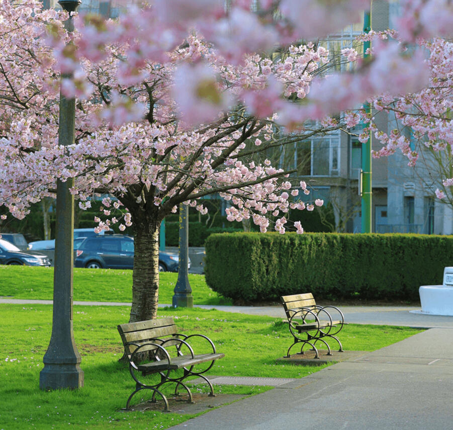 Roadside park benches shaded by cherry blossom trees Park benches beneath blooming cherry blossom trees along a roadside park. Concise: "Roa
