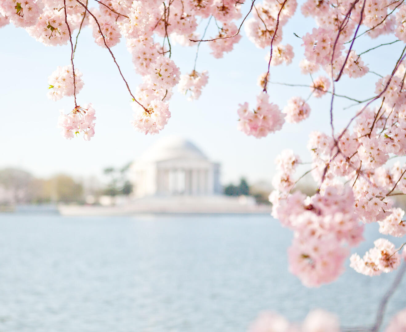 View of the Washington Monument framed by vibrant pink cherry blossom branches.